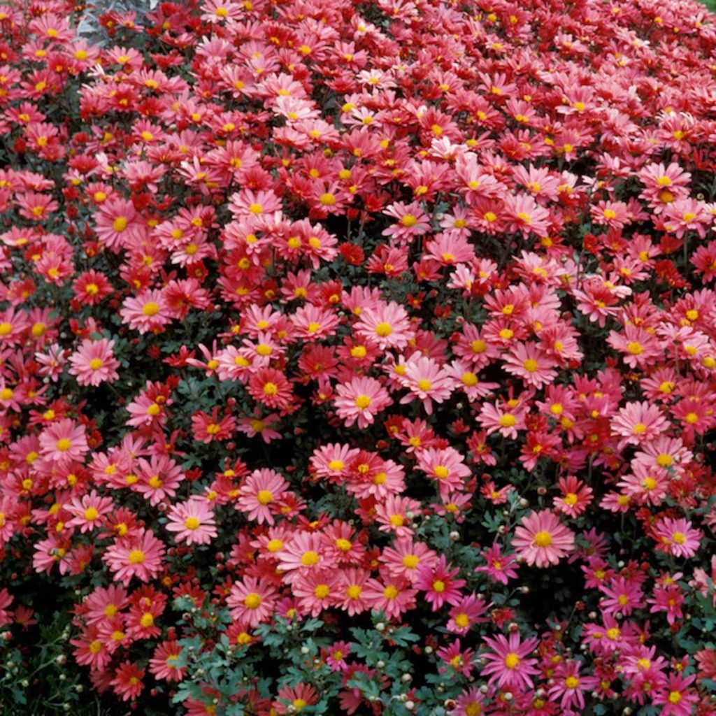 Spring Hill Nurseries Coral Daisy Mammoth Mum