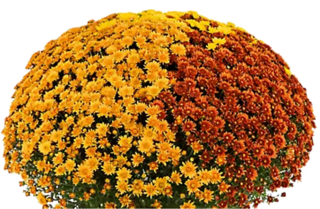 12 in. Tri-Mum Plant