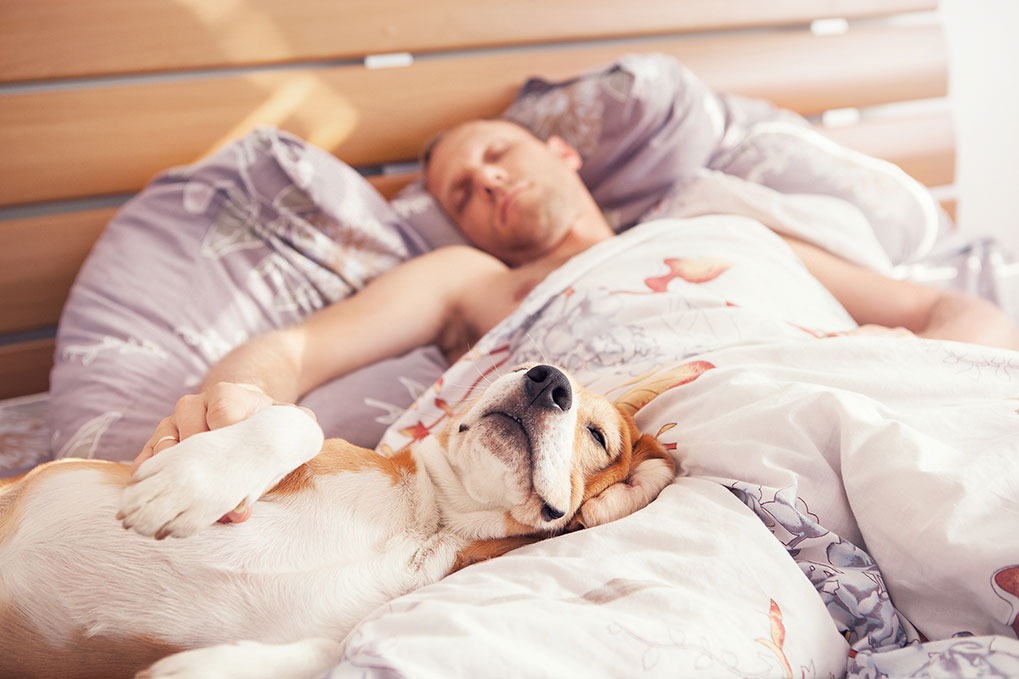 man sleeping in bed with dog