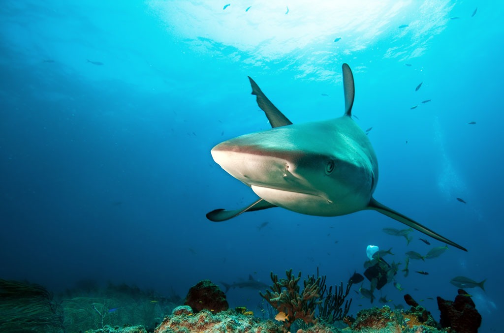 Shark in ocean awesome facts